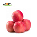 Bulk Apple Fruits Fresh Style Organic Red Qinguan Apple